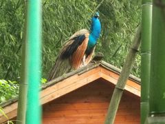 -镇江市南山风景名胜区竹林景区