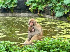 -海南热带野生动植物园