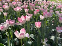 -洛阳郁金香牡丹园