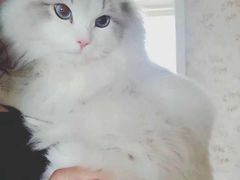 -安安宠医宠物医院·异宠·犬猫内科(岳阳分院)