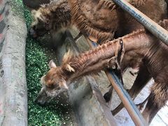 -海南热带野生动植物园