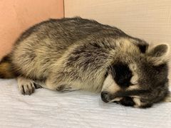 -浣熊柯尔鸭土拨鼠·电玩咖
