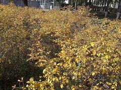 android_upload_pic-辽宁大学(崇山校区)
