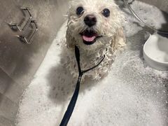 -PETKIT小佩宠物·低压洗护(国顺东路店)