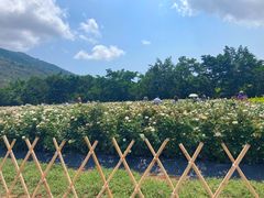 -亚龙湾国际玫瑰谷