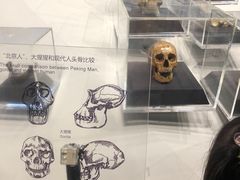 -北京周口店北京人遗址博物馆