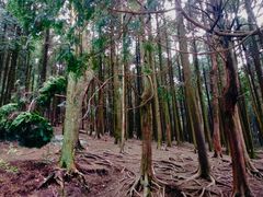 -四明山国家森林公园