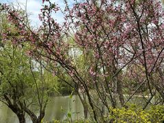 -长兴太湖图影湿地文化园