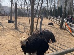 -大连森林动物园