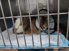 -荔康动物医院(康王北路店)