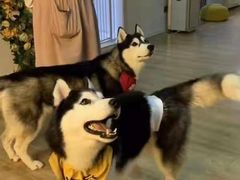 -Husky Go! 哈士奇体验馆·宠物咖啡厅狗咖