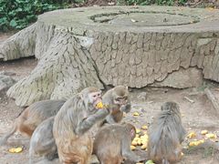 -黔灵山公园
