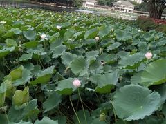 -荔湾湖公园