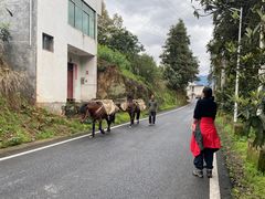 -新安江山水画廊风景区