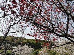 -苏州上方山国家森林公园