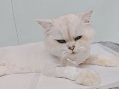-达爱动物医院·犬猫分区·CT·复杂眼科(远洋山水分院)