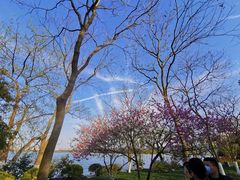 -西湖外事游船(花港观鱼码头)