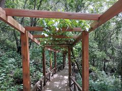 -大岭沟猕猴桃谷风景区