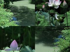 -莘庄公园