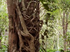 -中国科学院西双版纳热带植物园