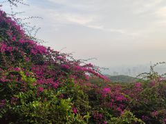 -广州市白云山风景名胜区