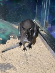 -未来动物城动物主题公园(大悦城店)