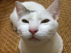 -猫咪博物馆(顶澳仔猫街店)