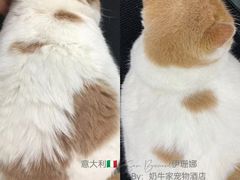 -奶牛家宠物酒店(嘉宏云顶店)