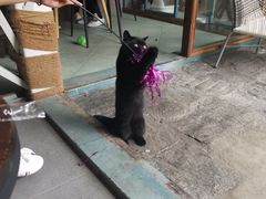 -喵屿·大理花园猫咖