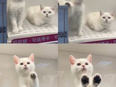 -lincat·猫舍(广州店)