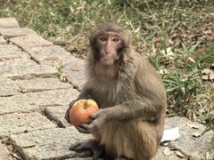 -苏州上方山国家森林公园