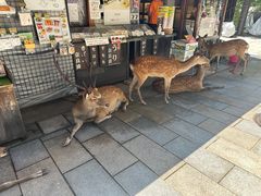 -奈良公园
