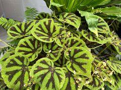 -深圳仙湖植物园