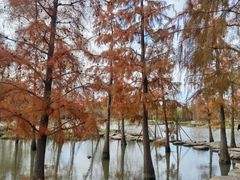 -上海长兴岛郊野公园