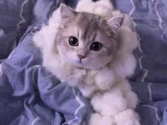 -青奢宠物·青奢猫舍