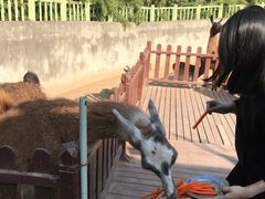 羊驼-西安秦岭野生动物园