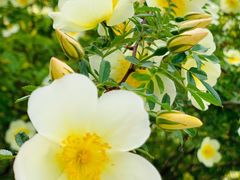 景点-北京西山国家森林公园