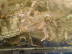 -亚马逊海鲜自助(梅溪湖步步高店)