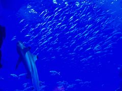 -成都浩海立方海洋公园