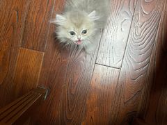 -东方名猫馆·英短金渐层布偶猫舍(环线广场1号楼店)