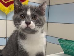 -中农国际动物医院24小时·猫科·骨科·急重症中心