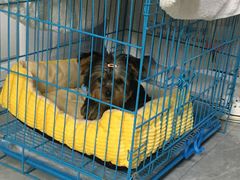 -翊宠yipet猫狗购宠庄园犬舍•猫舍