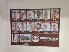 -逗柴咖啡屋·狗咖猫咖宠物桌游
