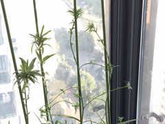 -新湖明珠城
