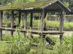 -中国大熊猫保护研究中心雅安碧峰峡基地