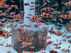 -海合安成都极地海洋公园