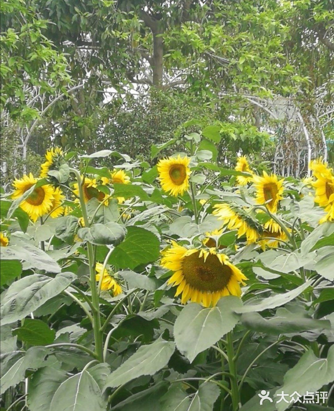 攻略 | 广州百万葵园拍照打卡攻略