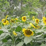 攻略 | 广州百万葵园拍照打卡攻略