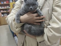 -爱侣宠医·鹦鹉专科·小型哺乳类·异宠专科(灵石路店)