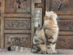 -喵屿·大理花园猫咖